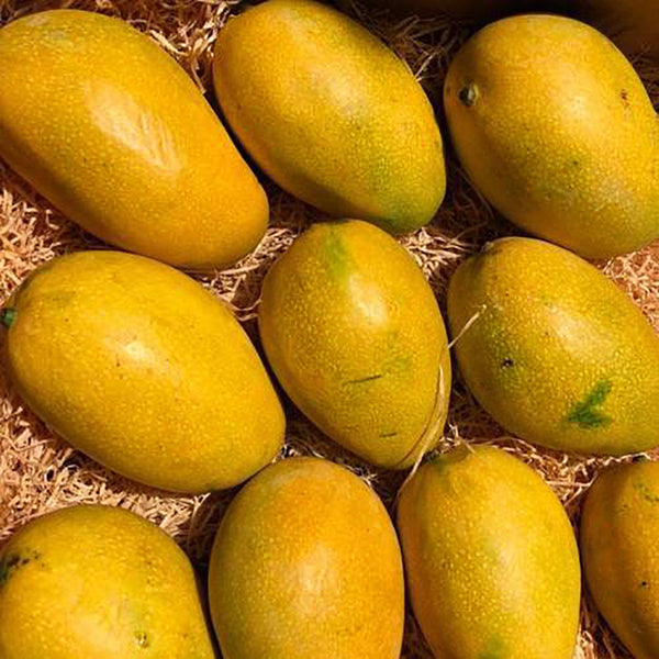 Hamam Mango (1 Kg)