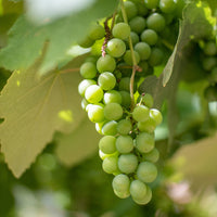 Sonaka Green Grapes - 500 gms